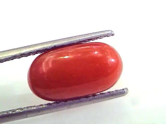 4.57 Ct Untreated Natural Premium Italian Red Coral AAAAA