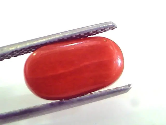 4.57 Ct Untreated Natural Premium Italian Red Coral AAAAA