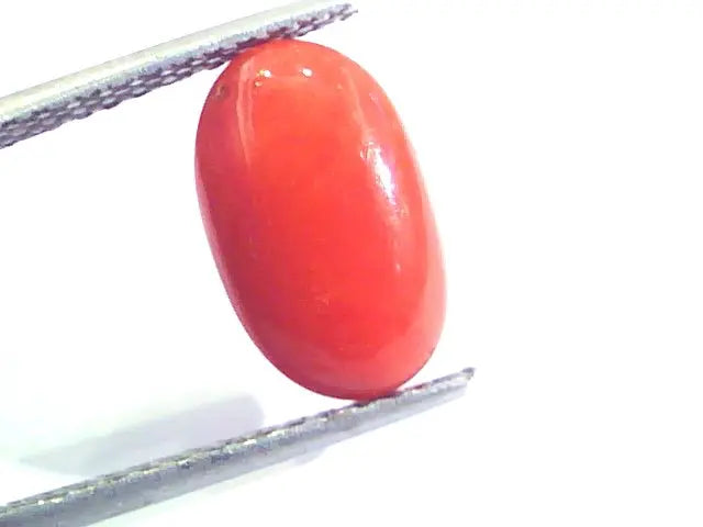 4.73 Ct Untreated Natural Premium Italian Red Coral AAAAA