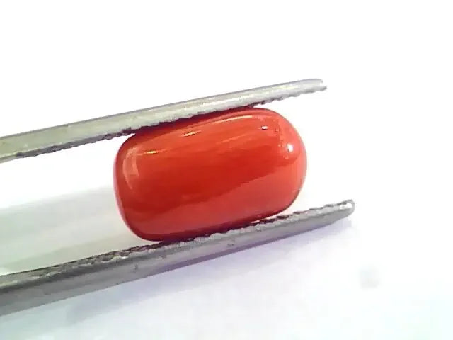 4.60 Ct 5.11 Ratti Untreated Natural Italian Red Coral Moonga Gemstone AA - Venus Gems