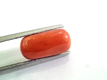 4.60 Ct 5.11 Ratti Untreated Natural Italian Red Coral Moonga Gemstone A+ - Venus Gems