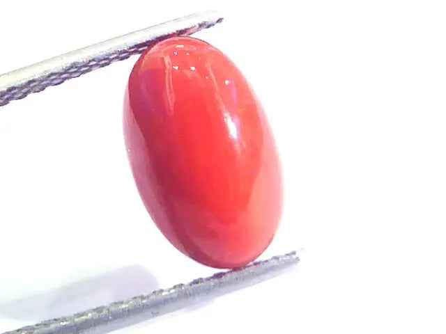 4.73 Ct Untreated Natural Premium Italian Red Coral AAAAA