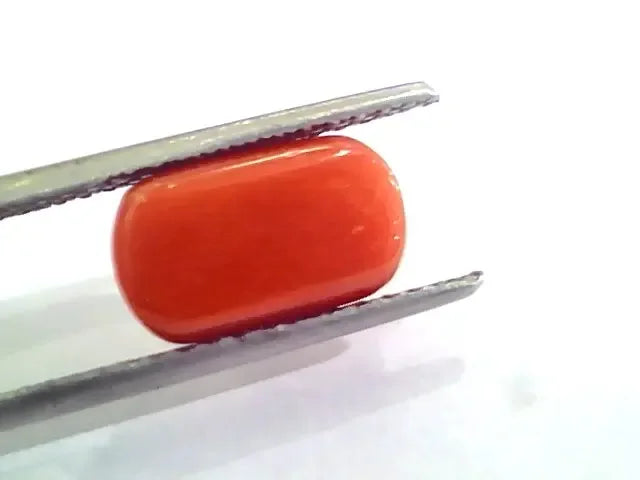 4.60 Ct 5.11 Ratti Untreated Natural Italian Red Coral Moonga Gemstone AA - Venus Gems