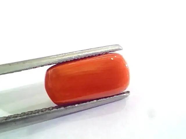 4.60 Ct 5.11 Ratti Untreated Natural Italian Red Coral Moonga Gemstone A+ - Venus Gems