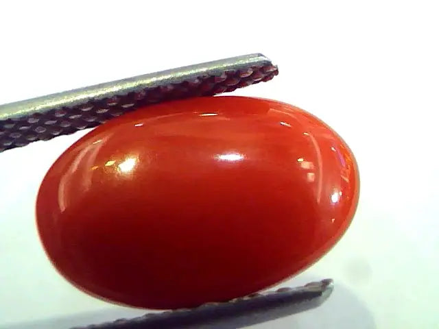 4.68 Ct Top Grade Premium Untreated Natural Japan Red Coral Gemstone