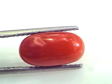 4.61 Ct Untreated Natural Premium Italian Red Coral AAAAA