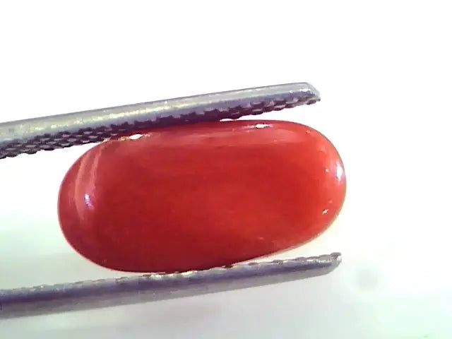 4.61 Ct Untreated Natural Premium Italian Red Coral AAAAA