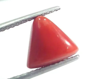 4.62 Ct 5.13 Ratti Natural Italian Triangle Red Coral Moonga Gemstone - Venus Gems