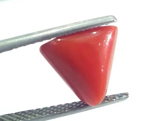 4.62 Ct 5.13 Ratti Natural Italian Triangle Red Coral Moonga Gemstone - Venus Gems