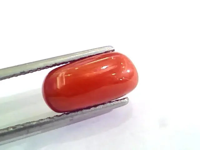 4.63 Ct 5.14 Ratti Untreated Natural Italian Red Coral Moonga Gemstone A+ - Venus Gems