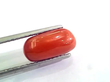 4.63 Ct 5.14 Ratti Untreated Natural Italian Red Coral Moonga Gemstone A+ - Venus Gems