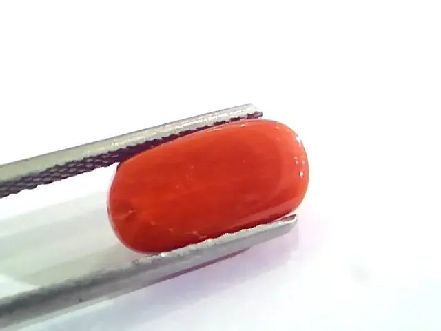 4.63 Ct 5.14 Ratti Untreated Natural Italian Red Coral Moonga Gemstone A+ - Venus Gems
