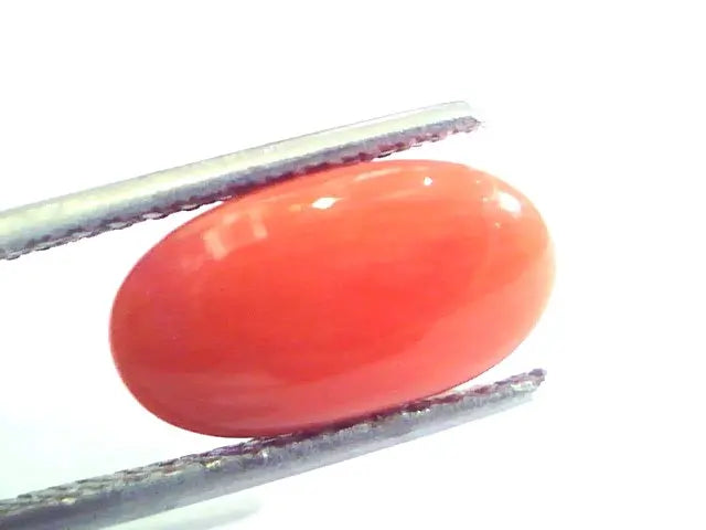 4.75 Ct Untreated Natural Premium Italian Red Coral AAAAA