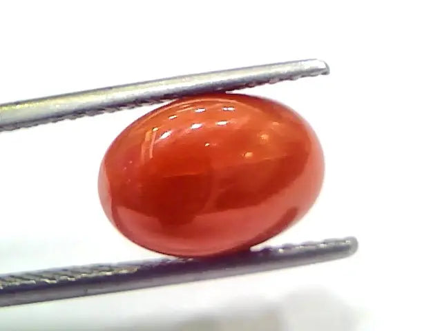 4.69 Ct 7.8 Ratti Natural Untreated Italian Red Coral Moonga Gems