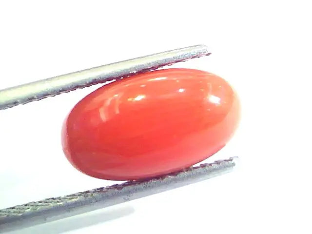 4.75 Ct Untreated Natural Premium Italian Red Coral AAAAA
