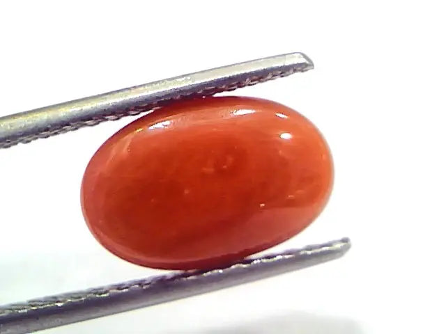 4.69 Ct 7.8 Ratti Natural Untreated Italian Red Coral Moonga Gems