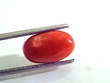 4.65 Carat Natural Italian Red Coral Moonga Gemstone AAAA