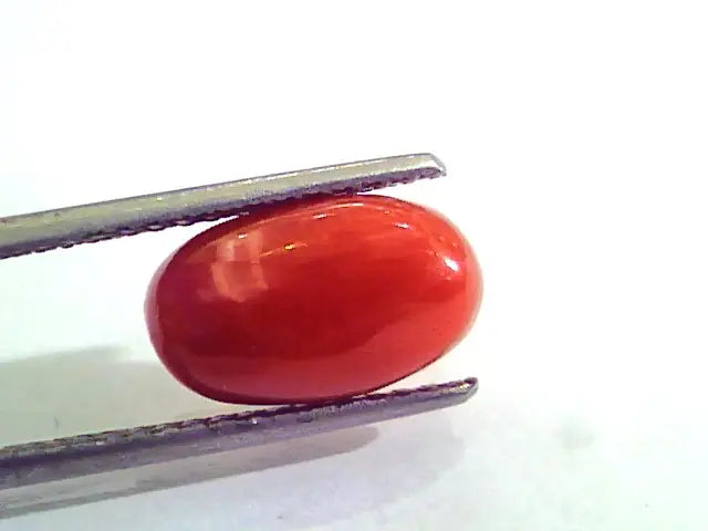 4.65 Carat Natural Italian Red Coral Moonga Gemstone AAAA