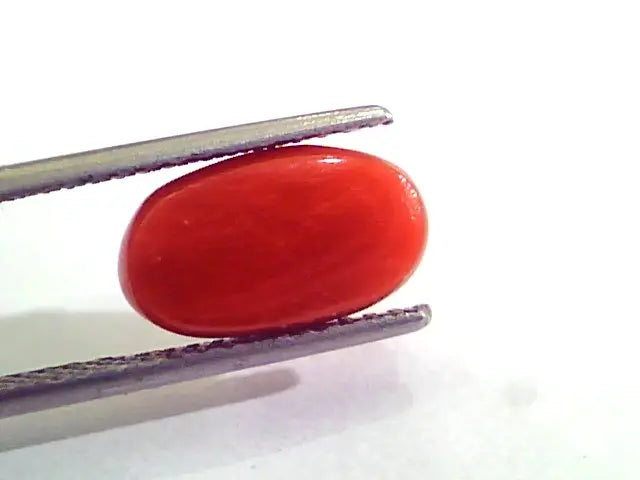 4.65 Carat Natural Italian Red Coral Moonga Gemstone AAAA