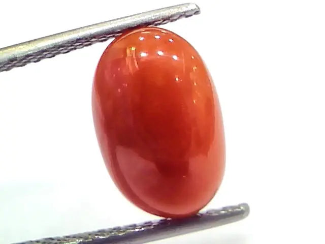 4.71 Ct 7.8 Ratti Natural Untreated Italian Red Coral Moonga Gems