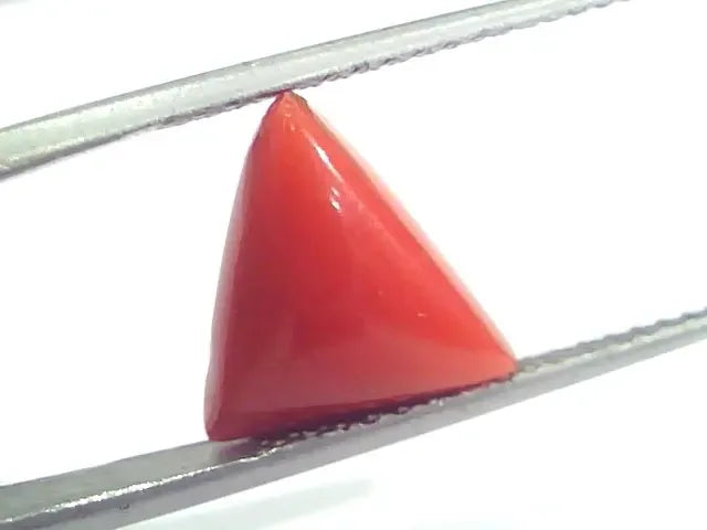 4.66 Ct 5.17 Ratti Natural Italian Triangle Red Coral Moonga Gemstone - Venus Gems