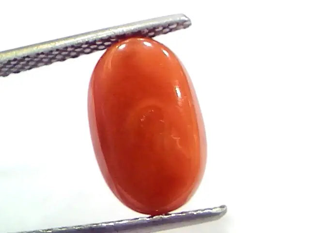 4.71 Ct 7.8 Ratti Natural Untreated Italian Red Coral Moonga Gems