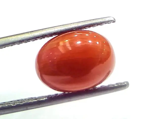 4.71 Ct 7.8 Ratti Natural Untreated Italian Red Coral Moonga Gemstone