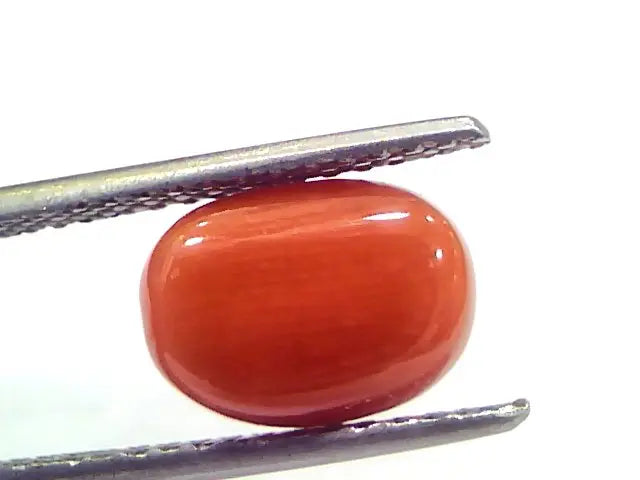 4.71 Ct 7.8 Ratti Natural Untreated Italian Red Coral Moonga Gemstone