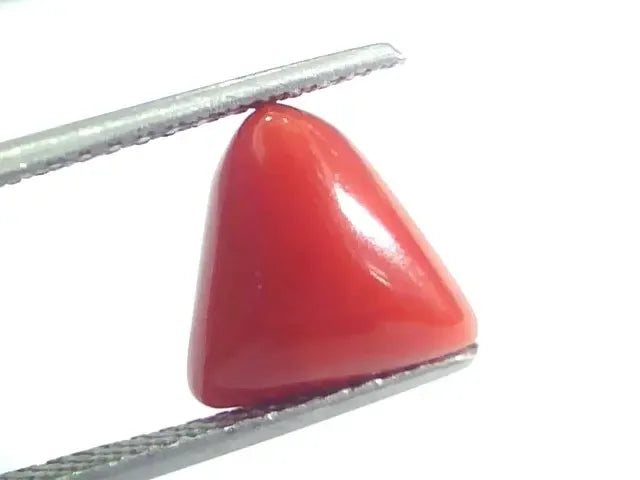 4.70 Ct 5.22 Ratti Natural Italian Triangle Red Coral Moonga Gemstone - Venus Gems