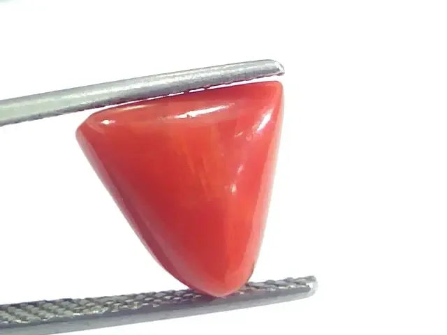 4.70 Ct 5.22 Ratti Natural Italian Triangle Red Coral Moonga Gemstone - Venus Gems