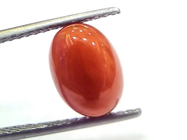 4.75 Ct 7.9 Ratti Natural Untreated Italian Red Coral Moonga Gemstone