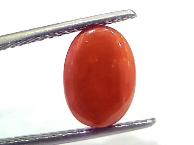 4.75 Ct 7.9 Ratti Natural Untreated Italian Red Coral Moonga Gemstone