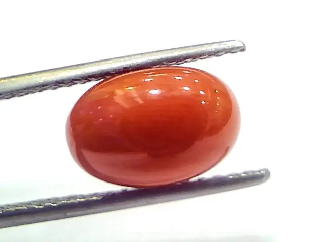 4.76 Ct 7.9 Ratti Natural Untreated Italian Red Coral Moonga Gemstone