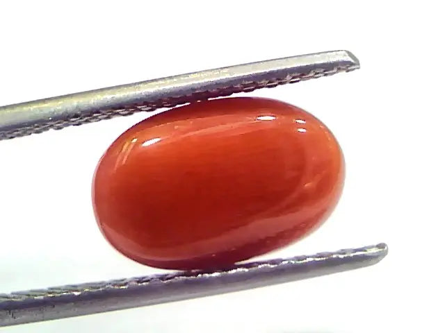 4.76 Ct 7.9 Ratti Natural Untreated Italian Red Coral Moonga Gemstone