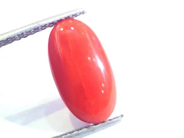 4.83 Ct Untreated Natural Premium Italian Red Coral AAAAA