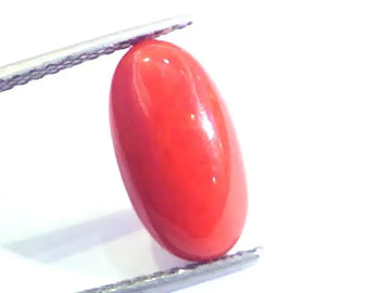 4.83 Ct Untreated Natural Premium Italian Red Coral AAAAA
