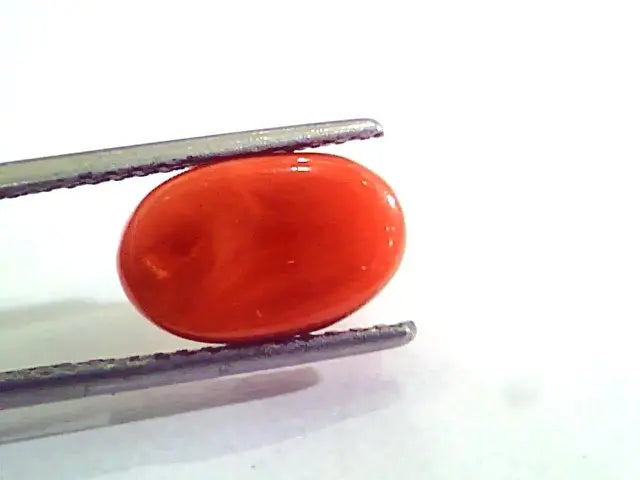 4.77 Carat Natural Italian Red Coral Moonga Gemstone AAAA