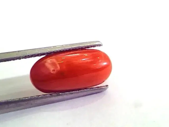 4.78 Ct 5.31 Ratti Natural Italian Red Coral Moonga Gemstone AAAA - Venus Gems
