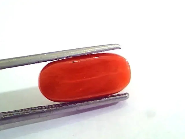 4.78 Ct 5.31 Ratti Natural Italian Red Coral Moonga Gemstone AAAA - Venus Gems