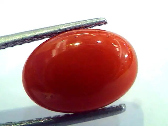 4.80 Ct Top Grade Premium Untreated Natural Japan Red Coral Gemstone