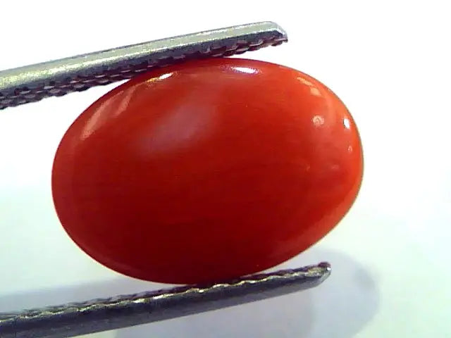 4.80 Ct Top Grade Premium Untreated Natural Japan Red Coral Gemstone