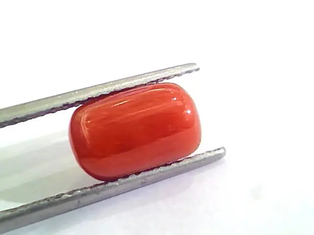 4.81 Ct Untreated Natural Italian Red Coral Moonga Gemstone A+