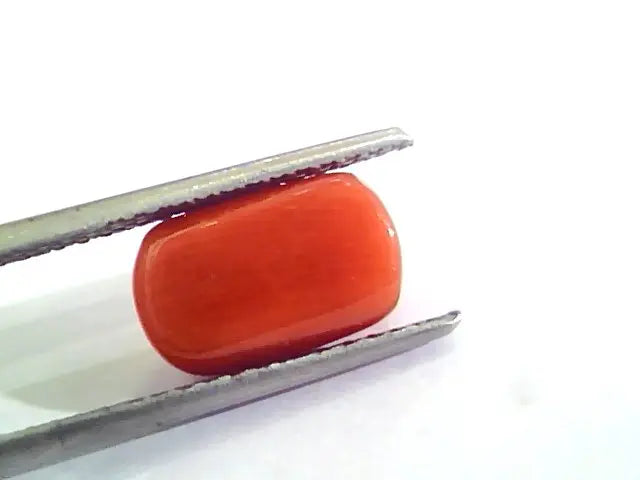 4.81 Ct Untreated Natural Italian Red Coral Moonga Gemstone A+