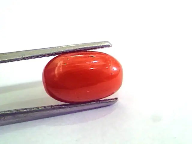4.80 Carat Natural Italian Red Coral Moonga Gemstone AAAA