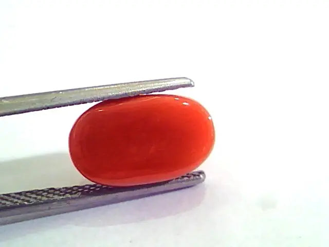 4.80 Carat Natural Italian Red Coral Moonga Gemstone AAAA