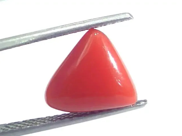4.82 Ct 5.35 Ratti Natural Italian Triangle Red Coral Moonga Gemstone - Venus Gems