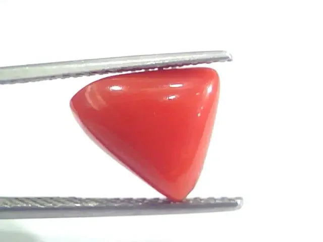 4.82 Ct 5.35 Ratti Natural Italian Triangle Red Coral Moonga Gemstone - Venus Gems