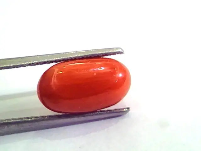 4.82 Carat Natural Italian Red Coral Moonga Gemstone AAAA