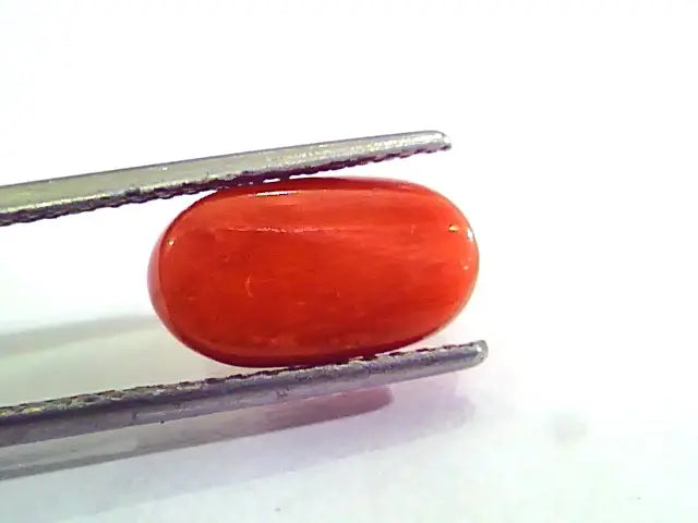 4.82 Carat Natural Italian Red Coral Moonga Gemstone AAAA