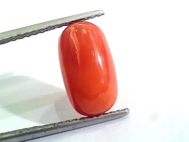 4.83 Ct 5.36 Ratti Untreated Natural Italian Red Coral Moonga Gemstone A+ - Venus Gems